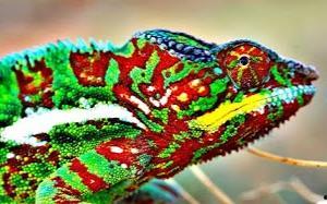 变色龙,揭秘自然界中的变色大师
