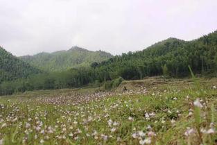 山里的春天,万物复苏谱新篇